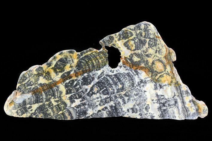 Columnar Stromatolite (Asperia) From Australia - Proterozoic #76197